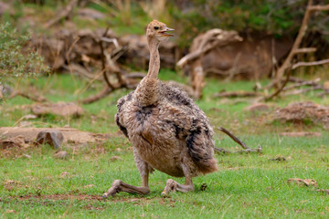 ostrich Family in Green Grass in South Africa