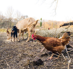 chickens on the farm