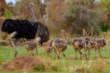 ostrich Family in Green Grass in South Africa