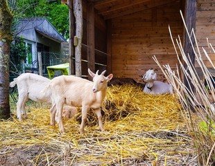 goat on farm