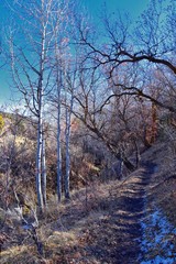 Hiking Trails in Oquirrh, Wasatch, Rocky Mountains in Utah Late Fall with leaves. Backpacking, biking, horseback through trees in the Yellow Fork and Rose Canyon by Salt Lake City. United States of Am