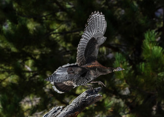 Wild Turkey (Meleagris gallopavo) Going Undercover for Thanksgiving
