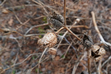 close up of a cone