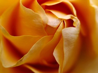 Soft Yellow Rose Pretty Background Full Frame