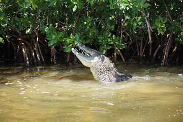 Wild crocodile, Rio Lagartos, nature reserve, Yucatan peninsula