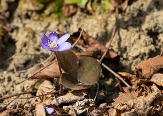 hepatica fiore viola isolato in primavera
