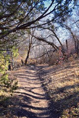 Hiking Trails in Oquirrh, Wasatch, Rocky Mountains in Utah Late Fall with leaves. Backpacking, biking, horseback through trees in the Yellow Fork and Rose Canyon by Salt Lake City. United States of Am