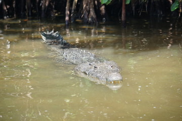 Wild crocodile, Rio Lagartos, nature reserve, Yucatan peninsula