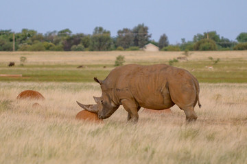 Obraz premium White Rino In green grass land Free State 