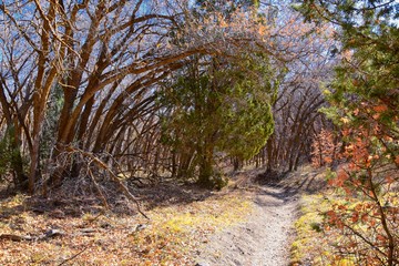 Hiking Trails in Oquirrh, Wasatch, Rocky Mountains in Utah Late Fall with leaves. Backpacking, biking, horseback through trees in the Yellow Fork and Rose Canyon by Salt Lake City. United States of Am