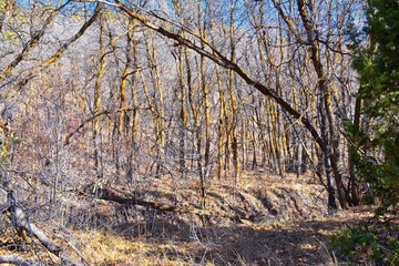 Hiking Trails in Oquirrh, Wasatch, Rocky Mountains in Utah Late Fall with leaves. Backpacking, biking, horseback through trees in the Yellow Fork and Rose Canyon by Salt Lake City. United States of Am
