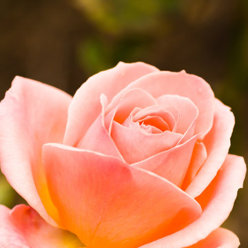 “Floribunda Rose” Images – Browse 6,702 Stock Photos, Vectors, and