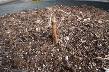 dying sprout and seedling on the ground