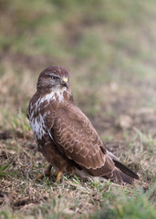 Bussard am Straßenrand 