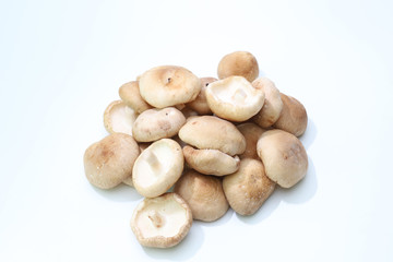 椎茸