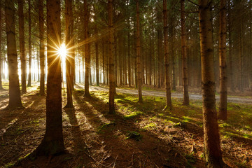 die ersten Sonnenstrahlen am Morgen im Wald 