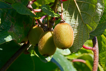 Kiwi fruit growing in a garden in Somerset, UK