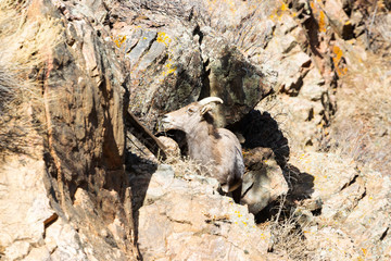 Bighorn Sheep in Waterton Canyon by the South Platte River
