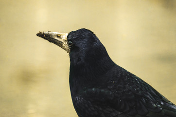 Portrait of a rook with a big dirty beak on a simple background