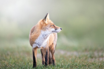 Rotfuchs in der Wiese 