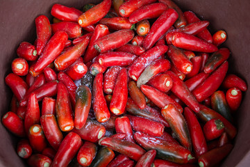 bunch of red jalapeño peppers