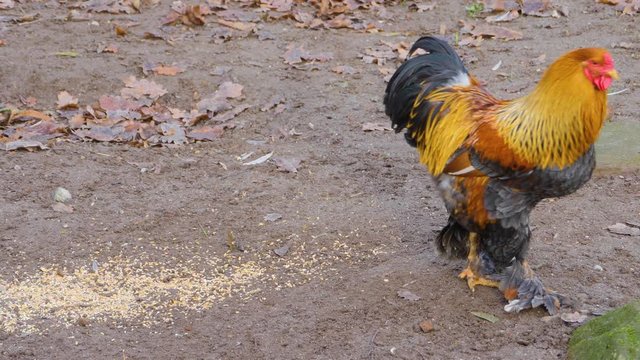 Close up of male chicken rooster walking to the right on farm in autumn