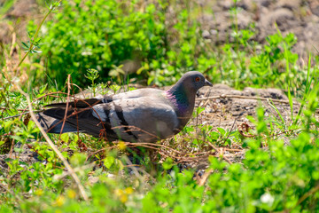 Taube grau im Grünen