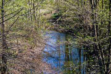 a small blue river winding through the forest among the lush vegetation covered by spring leaves