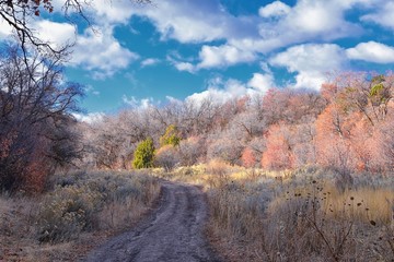 Hiking Trails in Oquirrh, Wasatch, Rocky Mountains in Utah Late Fall with leaves. Backpacking, biking, horseback through trees in the Yellow Fork and Rose Canyon by Salt Lake City. United States of Am