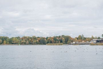 Obraz premium Forest next to a river in early autumn