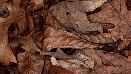Fototapeta na wymiar Fall leaves 