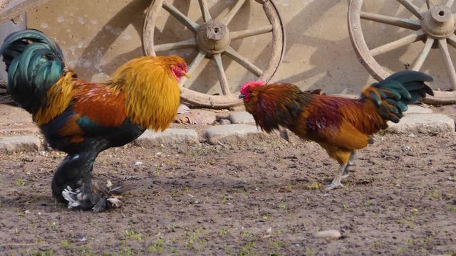 Close up of rooster cock fight about to start