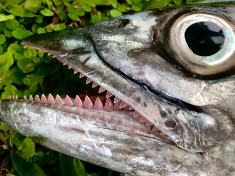 Close up of a spanish mackerel with pink teeth and blue eyes 