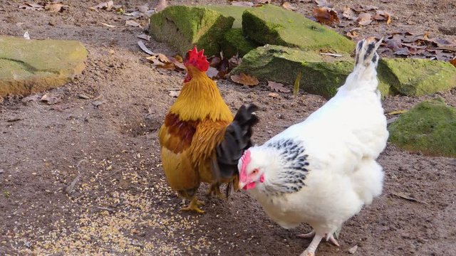 Close up of two male chicken rooster arguing on farm in autumn