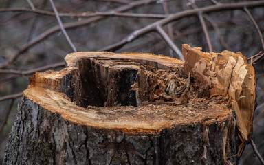 fresh cut apple tree stump,fresh cut stump,felling of trees