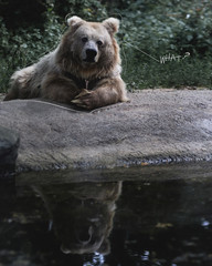 brown bear in water