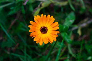 yellow flower in the garden