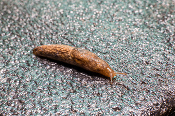 Creeping wet slug. Snail without shell