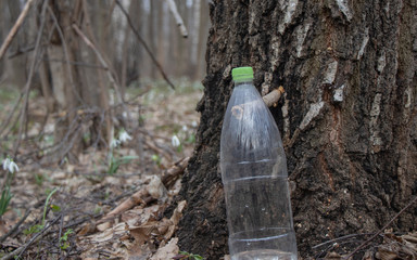 picking birch juice into plastic containers, picking birch juice in the spring