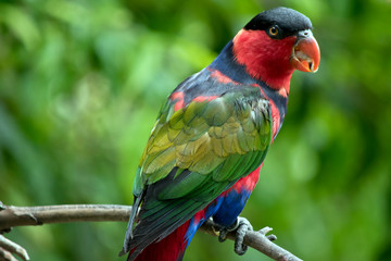 the black capped lory is eating a seed