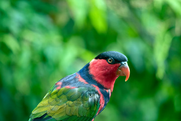 this is a side view of a blacked capped lory