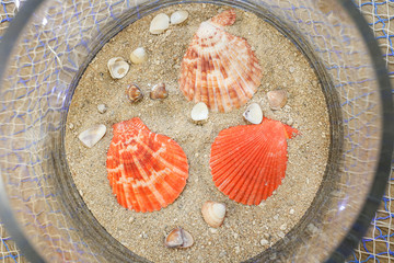 Set of orange tropical shells on beach sand