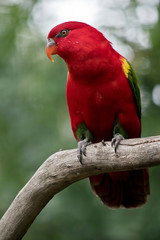 this is a close up of a chattering lory