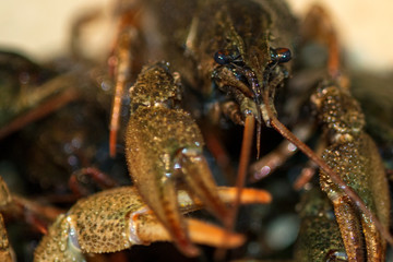 Portrait of live crayfish, macro shot with blurry background.