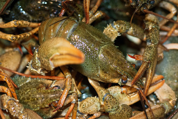 A lot of live crayfish with claws, macro shot.