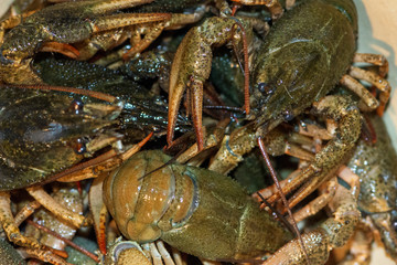 A lot of live crayfish with claws, macro shot.