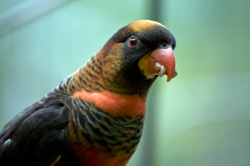 this is a close up of a dusky lory