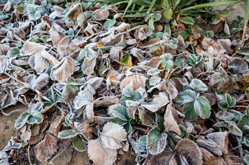 Hoarfrost, rime ice onon the strawberry leaves on a cold, frosty morning at wintertime