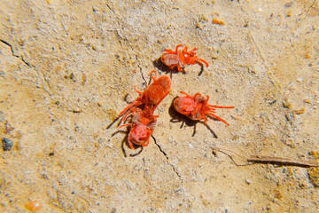 Arthropod mites on the ground. Close up macro Red velvet mite or