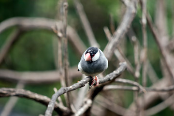 the Java sparrow is perched on a branch
